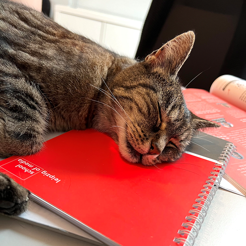 Warum wir Cat Content lieben